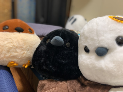 10月半ばまでのスケジュール(予定)
