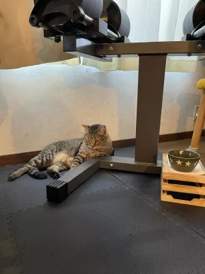 −今世は猫！今世は猫！−