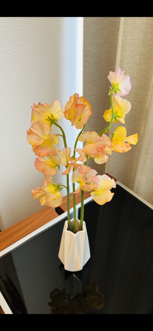 我が家の…