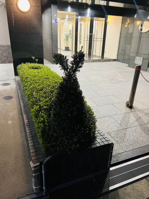 ツノ？耳？