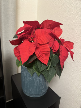 クリスマスのお花といえば？