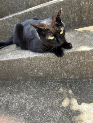 休日と猫