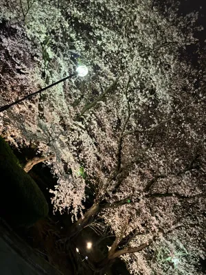 ◇夜桜◇