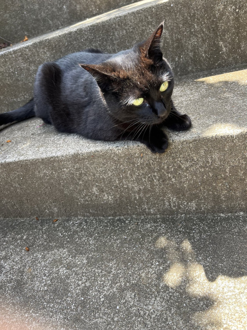 休日と猫
