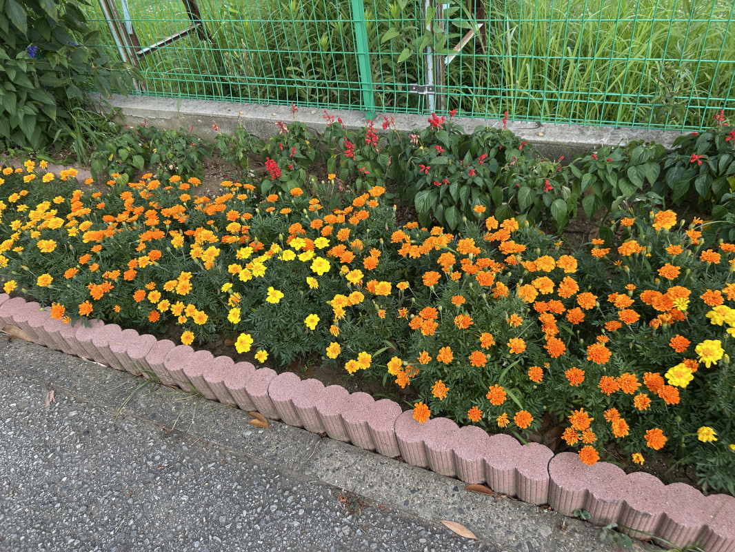 お花畑