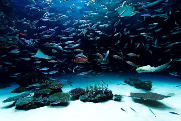 水族館デートがしたい