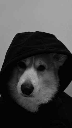 犬