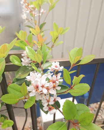 幸せの種