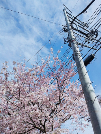 桜が好き。