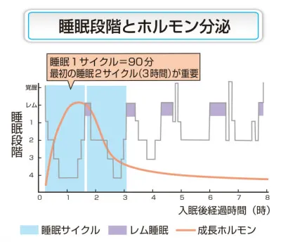 お肌と睡眠の関係性