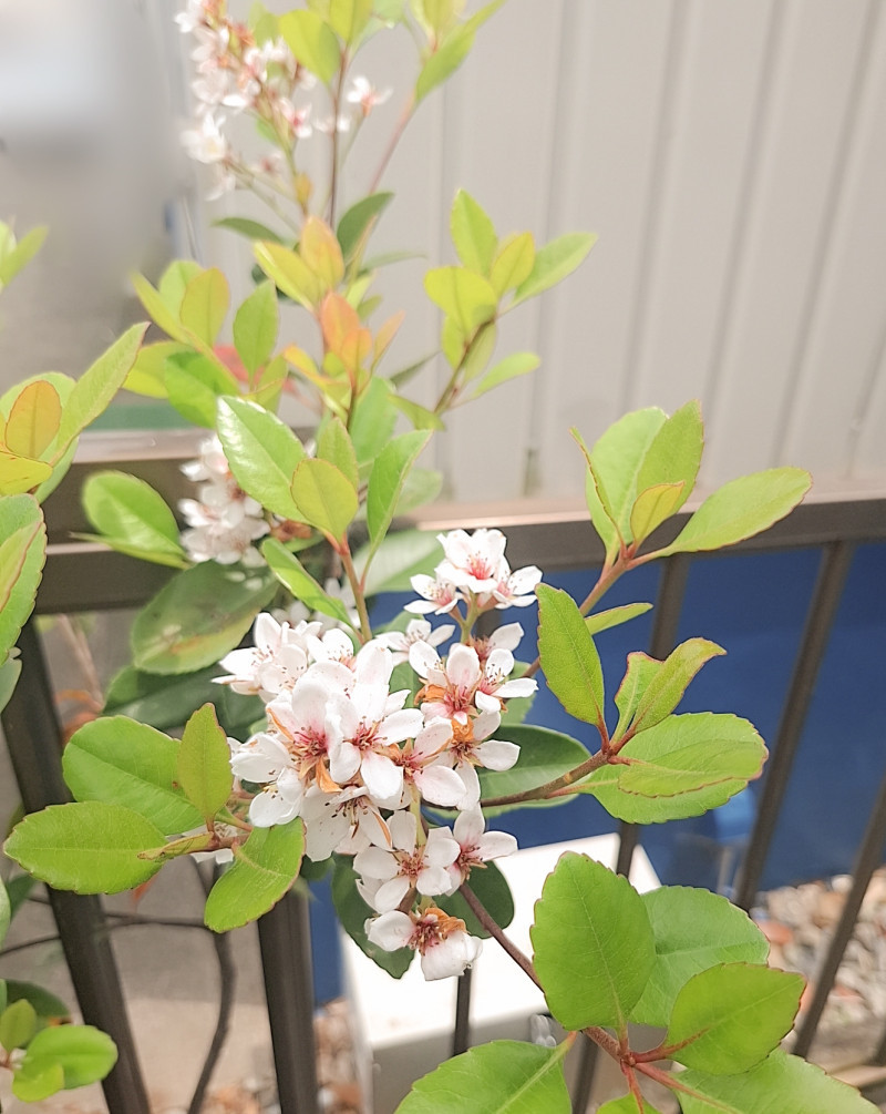 幸せの種