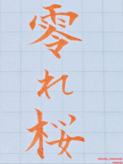 こぼれ桜?