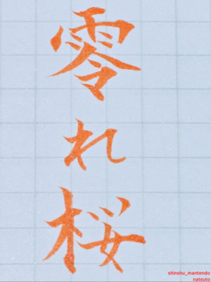こぼれ桜?