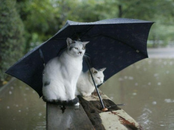 雨の日