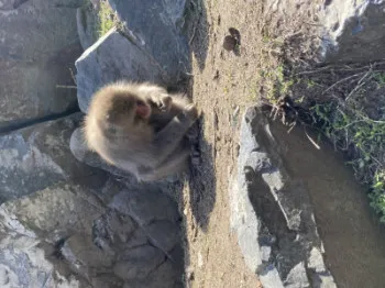 お猿と混浴???