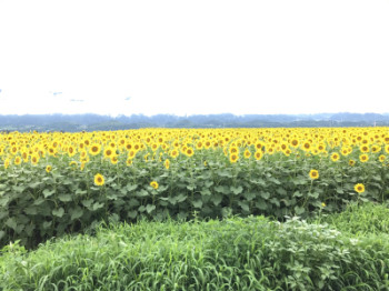 元気になれる花