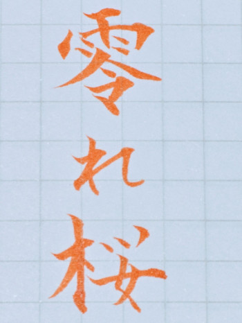 こぼれ桜?
