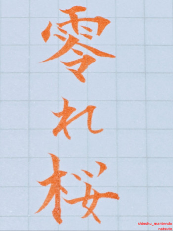 こぼれ桜?
