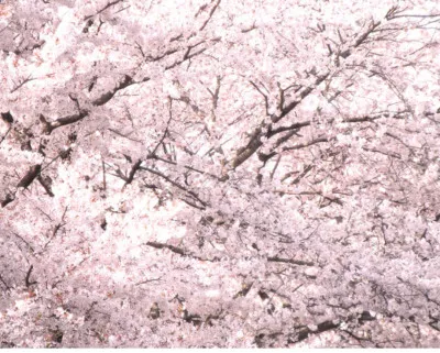 桜の季節です?