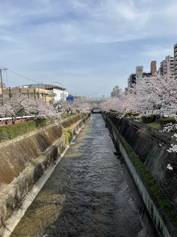 お花見デートシーズン