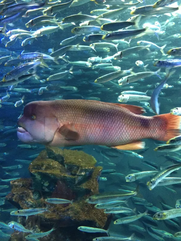 コブダイ！水族館でーと