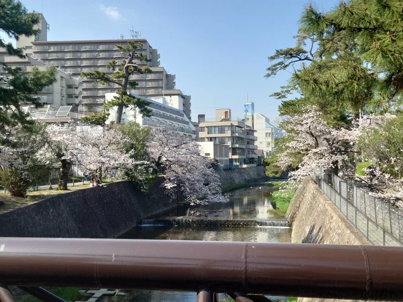 さくら夙川.*･ﾟ　.ﾟ･*.