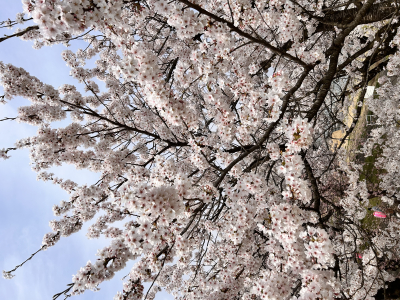 桜祭り＠北上