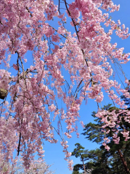 桜?から新緑?へ