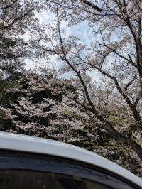 入学、入社おめでとうございます??