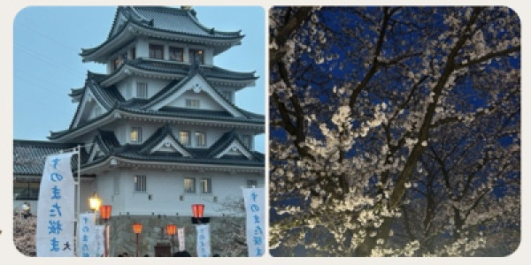 墨俣の桜