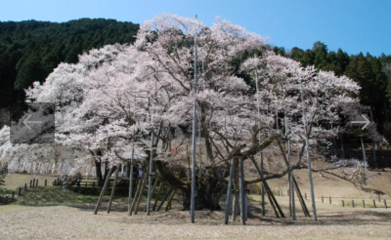 明日から