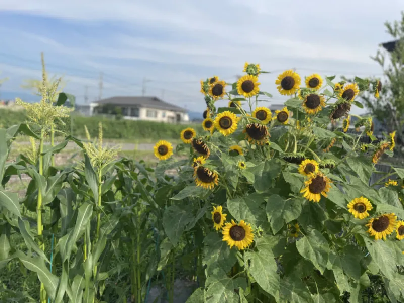 梅雨は…