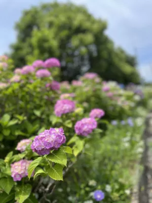 ピンクの紫陽花はどんな花言葉？！