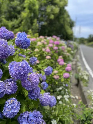 6月最後の週末がきました。