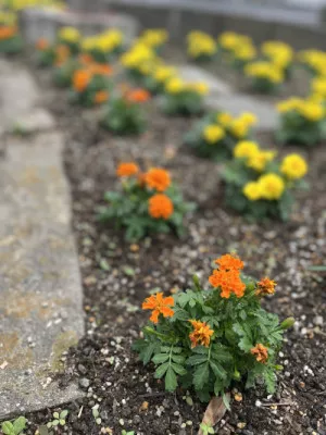 花のある日常