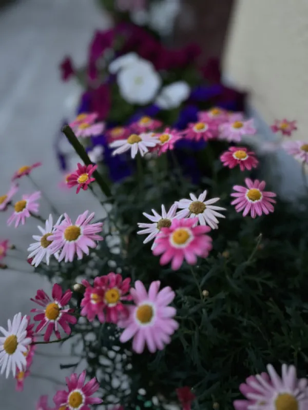 靴紐が解けたら足元の花に気づく?