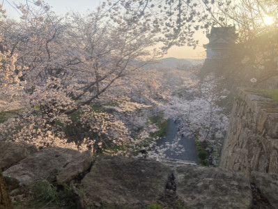 桜??