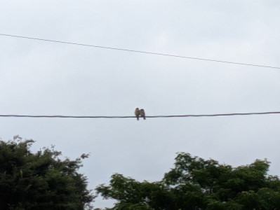梅雨明けですか?