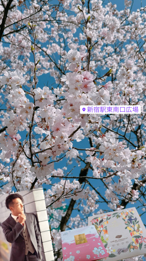 【満開】