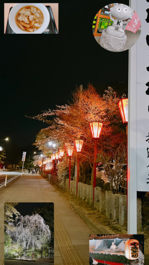 【桜を追い掛けて】