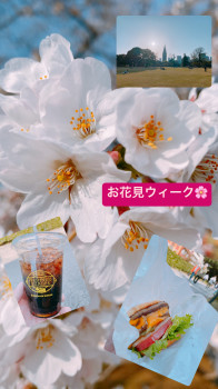 お花見ウィーク