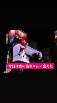 #新宿の猫ちゃん
