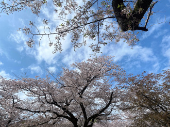 お花見