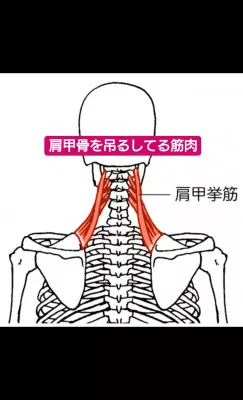 肩凝り