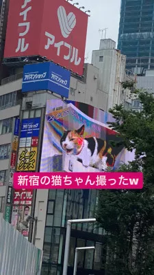 新宿の猫ちゃん