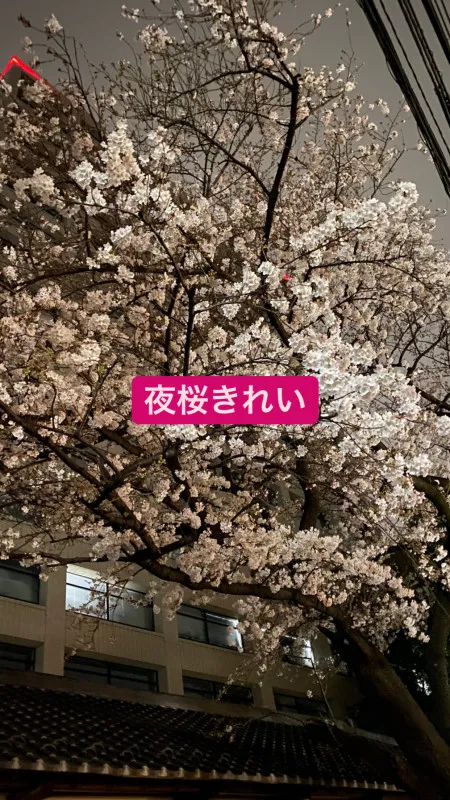 夜桜