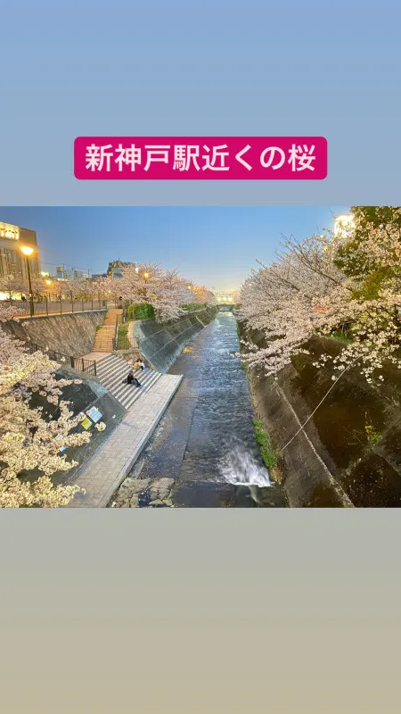 川沿いの桜