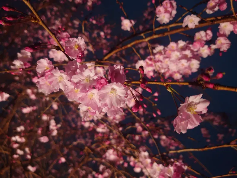 夜桜