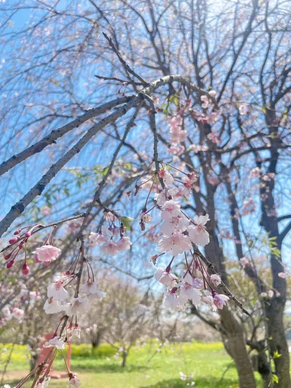 桜