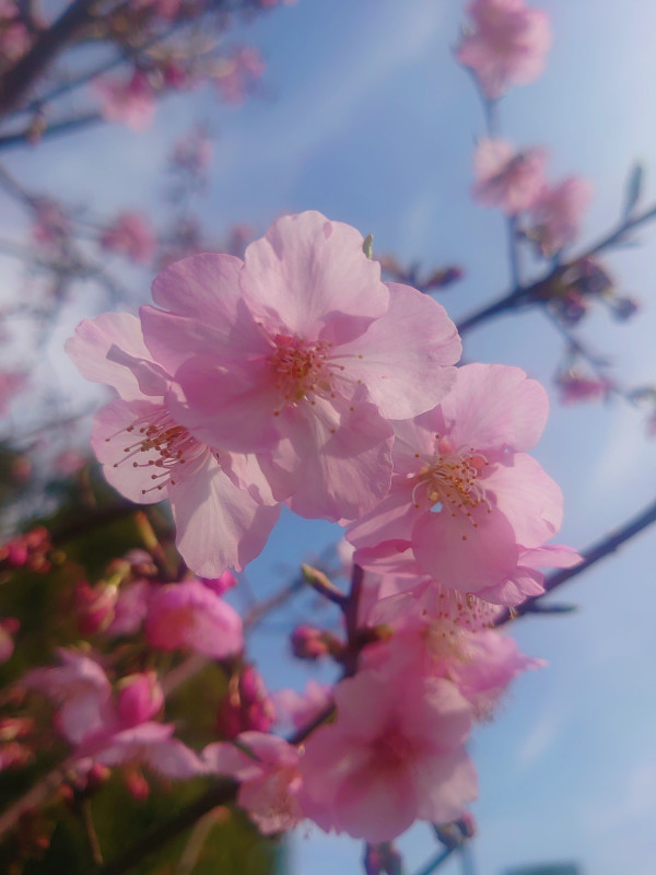 桜